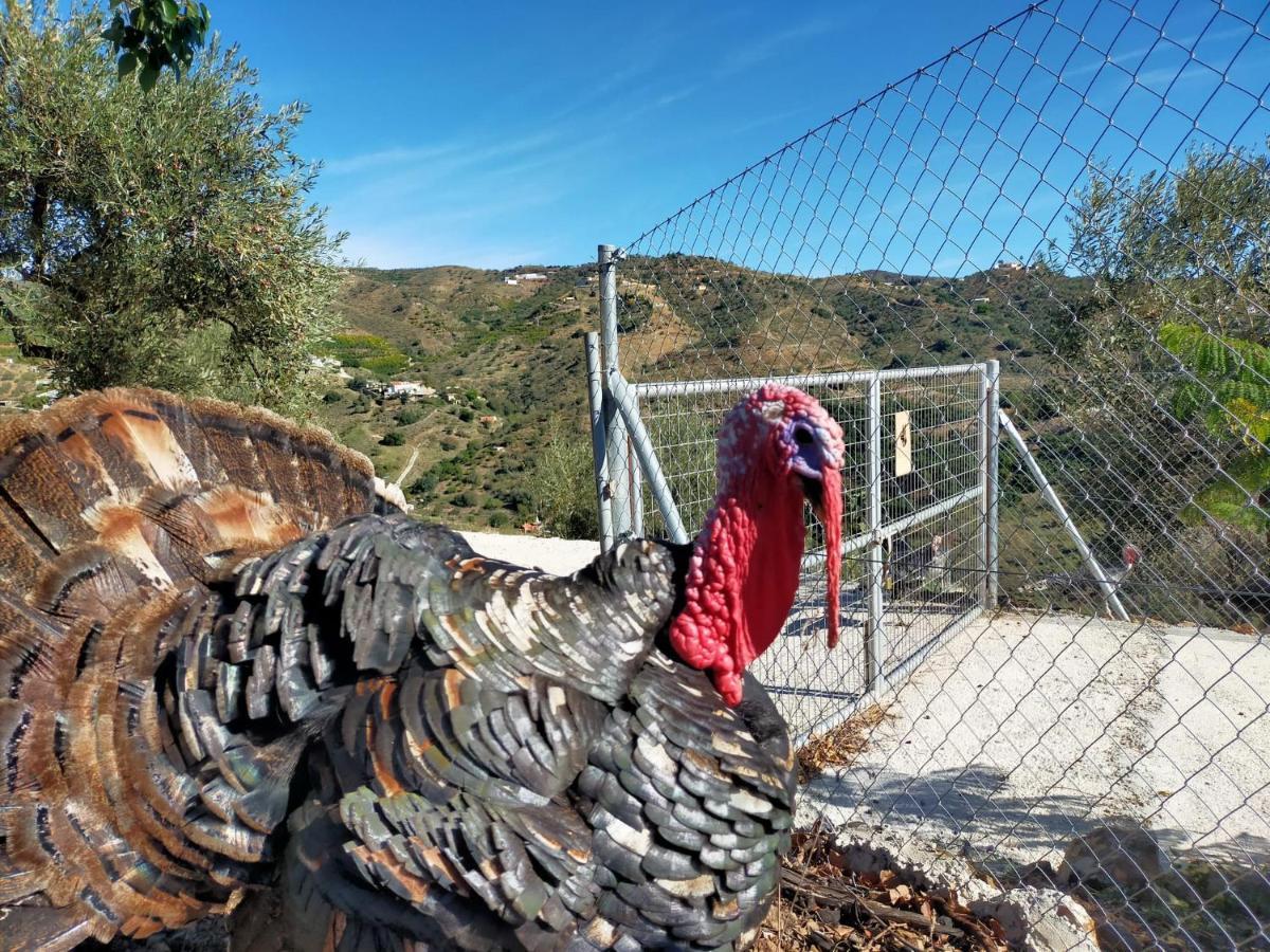 Paraje El Pozo Μάλαγα Εξωτερικό φωτογραφία