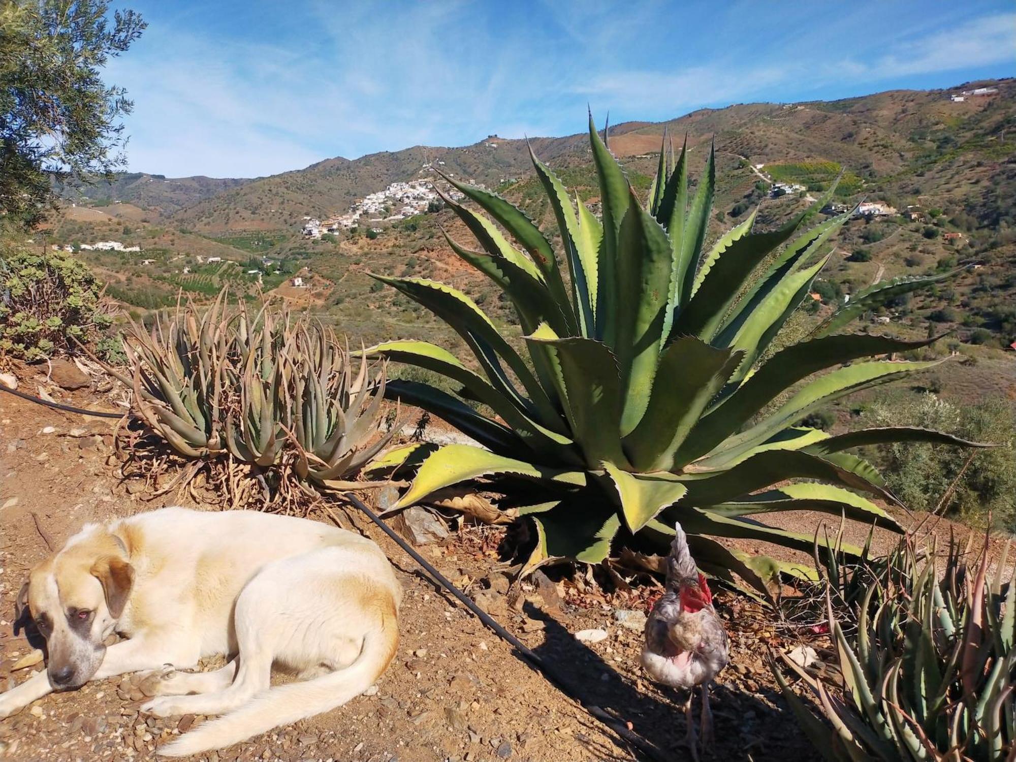 Paraje El Pozo Μάλαγα Εξωτερικό φωτογραφία